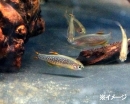 熱帯魚　ミクロラスボラspハナビ　1匹　※雄雌のご指定不可